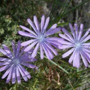 Conférence \'Sur la Terre comme au Ciel\'