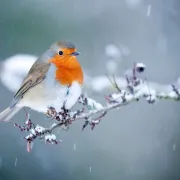 Construction de mangeoires à oiseaux