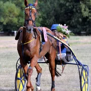 Course de trot à l'Hippodrome de Lisieux - PMH