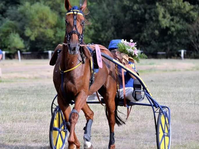 Course de trot à l'Hippodrome de Lisieux - PMH