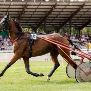 Courses hippiques Trot/Obstacle