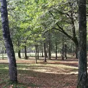 Croix des Anglais et chêne d’Amérique, une belle balade ombragée