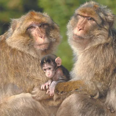 Venez à la rencontre des macaques de Barbarie à la Montagne des Singes