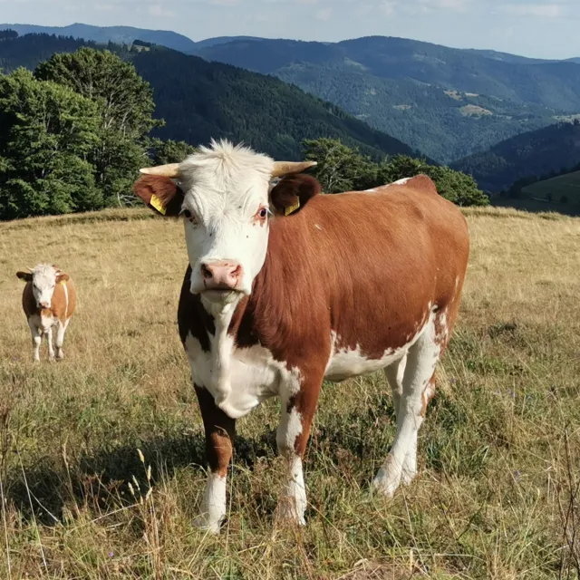 Découvrez cette race typique de la région de la biosphère de la Forêt-Noire