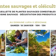 Cueillette Plantes Sauvages Et Oléiculture