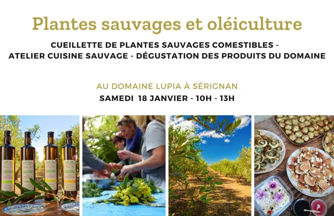 Cueillette Plantes Sauvages Et Oléiculture