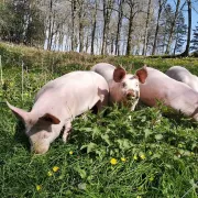 De Ferme En Ferme En Montagne Noire