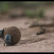 De trés utiles insectes - observation