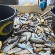 Découverte commentée d'une pêche d'étang