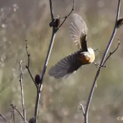 Découverte de la faune sauvage aux eaux bleues