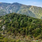 Decouverte De La Massane, Hêtraie Classee Au Patrimoine Naturel De L\'Unesco, Par Diane Sorel, Conservatrice De La Reserve Naturelle Nationale