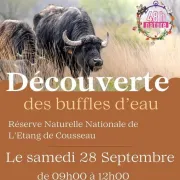 Découverte des buffles d\'eau - Sur réservation