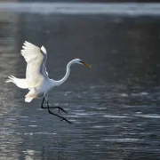 Découverte des oiseaux d\'eau