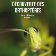 Découverte des orthoptères