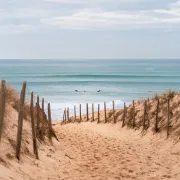 Découverte des plantes des dunes à Hossegor