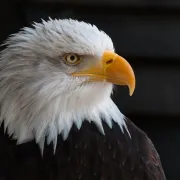 Découverte des rapaces