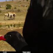 Découverte Immersive Des Chevaux De Przewalski