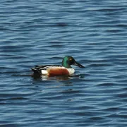 Découverte: Les oiseaux migrateurs