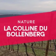 Découvrir la colline du Bollenberg 