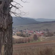 Découvrir la colline du Bollenberg 