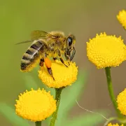 Découvrir le monde des abeilles...