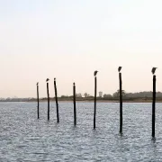 Découvrir les oiseaux du Bassin et les Prés Salés Ouest