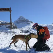 Démonstration de recherche avec un chien d’avalanche