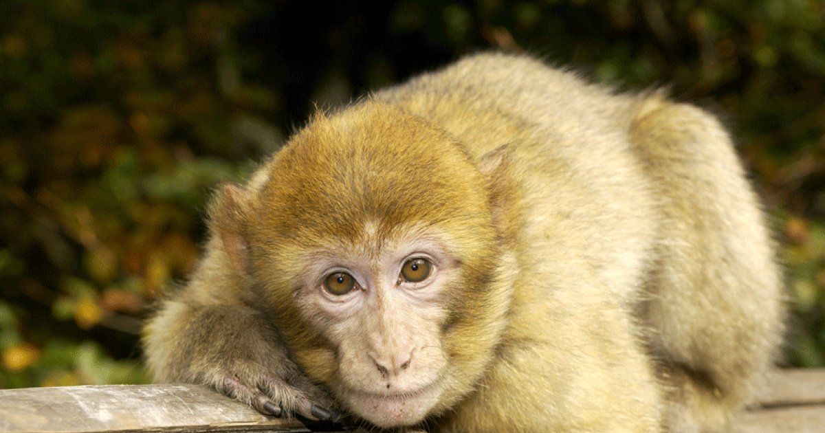 Montagne Des Singes à Kintzheim Alsace Tarif Horaires