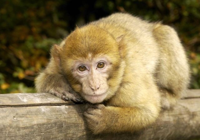 Montagne Des Singes à Kintzheim Alsace Tarif Horaires