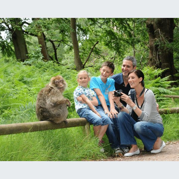 Montagne Des Singes à Kintzheim Alsace Tarif Horaires