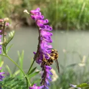 Dessine-moi une abeille... sauvage !