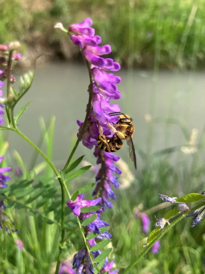 Dessine-moi une abeille... sauvage !