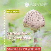 Détermination des champignons