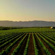 Deuxième Balade dans les vignes