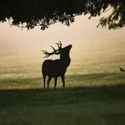 Ecoute du brame du cerf en forêt de la Double