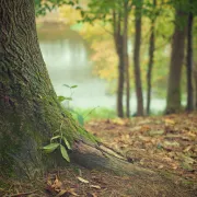 En compagnie des arbres