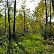 Escapades nature à la Tourbière des Landes