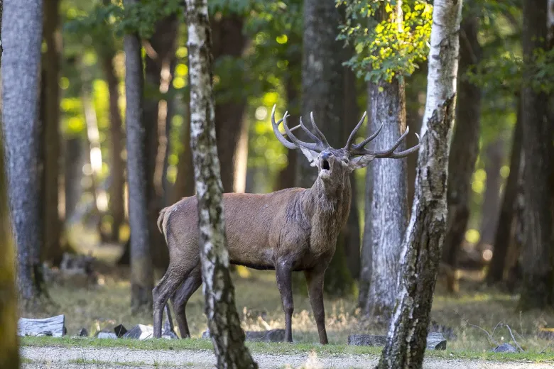 L'impressionnant brame du cerf