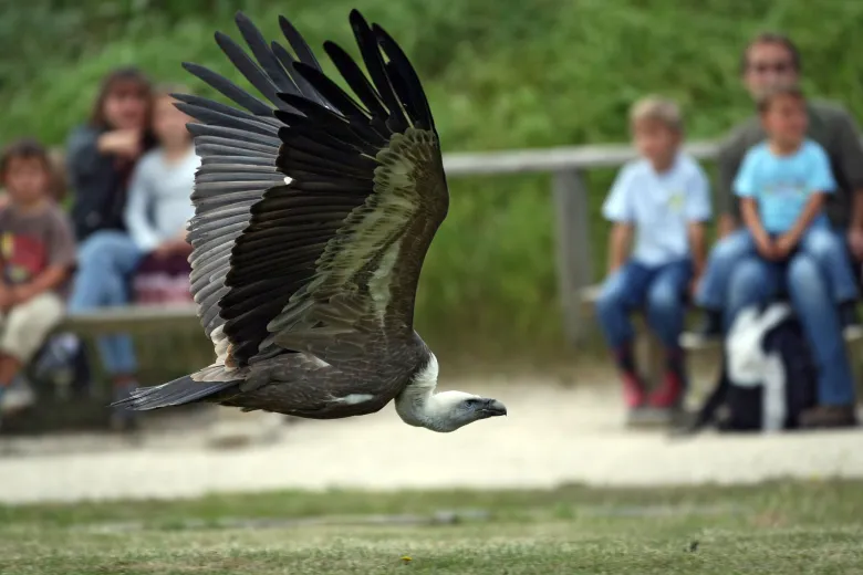 Les oiseaux en vol libre