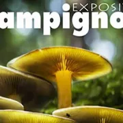 Expo champignons