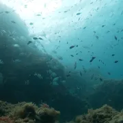 Exposition 50 Ans Reserve Naturelle Marine De Cerbere-Banyuls