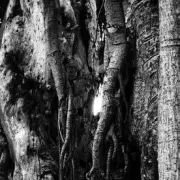 Exposition artistique L'arbre dans tous ses états