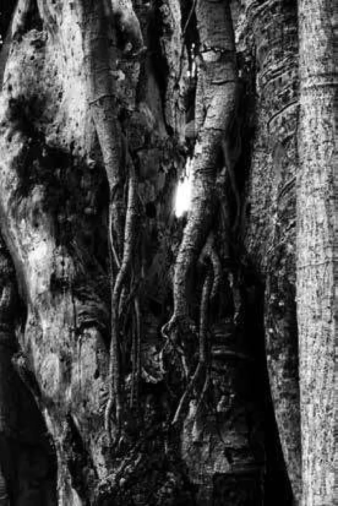 Exposition artistique L'arbre dans tous ses états