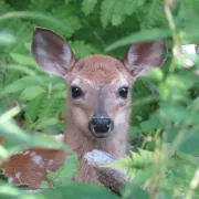 Exposition Bambi : la véritable histoire