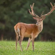 Exposition Champignons Et Bois De Cerfs