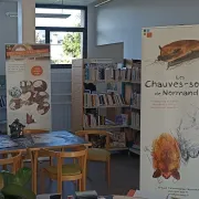 Exposition Chauve-souris en Normandie