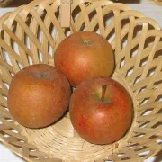 Exposition des fruits de Terroir par les Croqueurs de Pommes