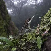 Exposition : Des Jungles, Des îles Et Des Hommes