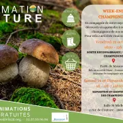 Exposition et identification des champignons