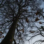 Exposition Être dans la nature ainsi qu\'un arbre humain